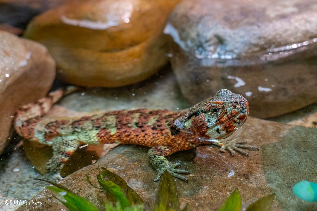 レコード LIZARD 52698501211_ca7e285f0a_b.jpg
