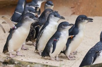 Blue Penguinさま専用ページ Little Blue Penguin - Cincinnati Zoo & Botanical Garden