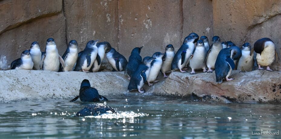 Little Blue Penguin - Cincinnati Zoo & Botanical Garden