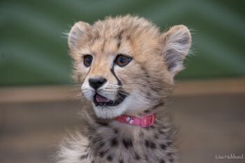 Cheetah Cub Sisters Making Great Strides - Cincinnati Zoo