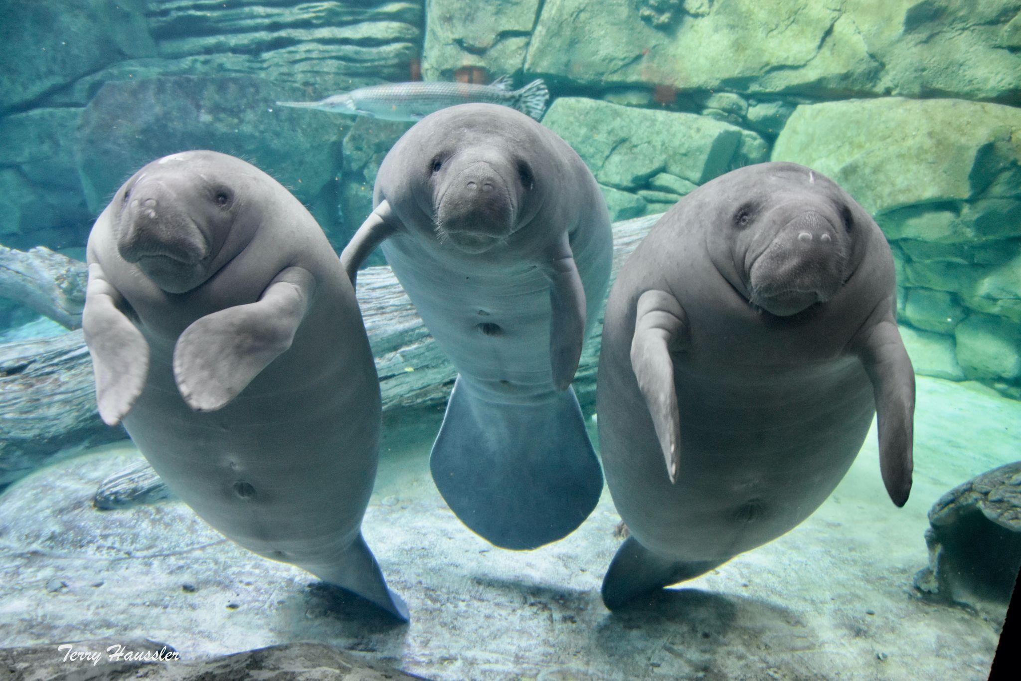 manhattan swimshady and alby manatees looking at camera