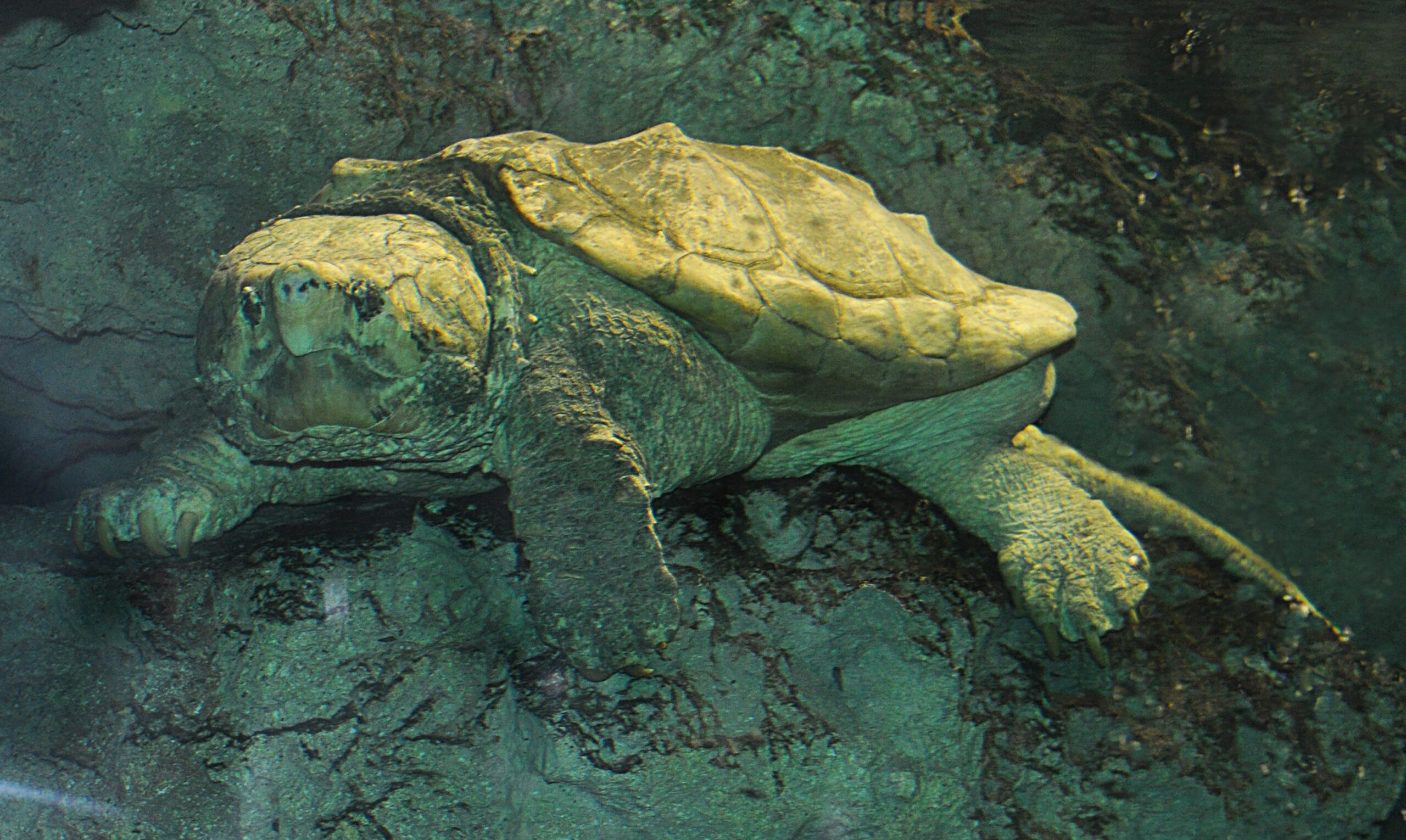 front view of alligator snapping turtle