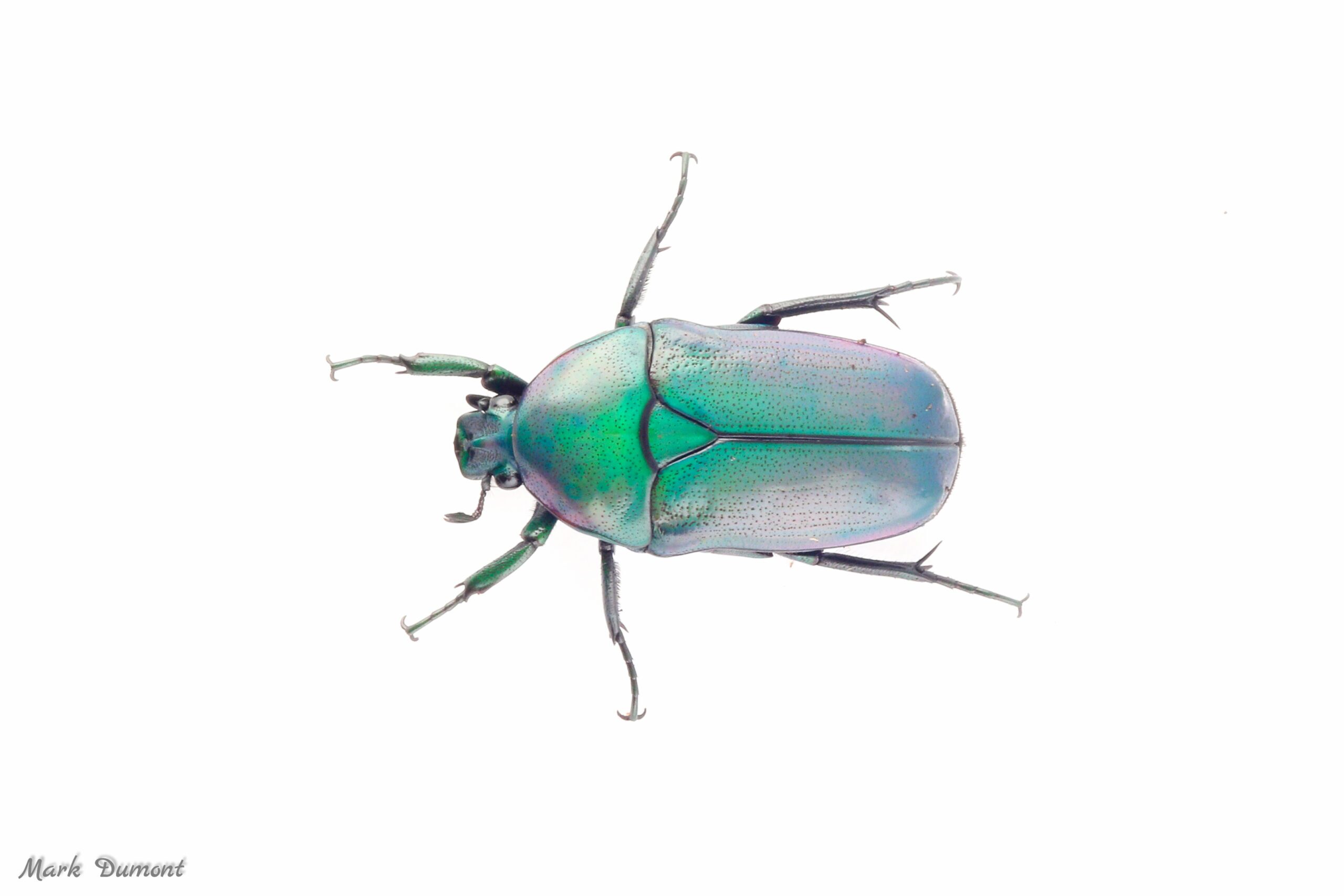 Birds eye view of emerald beetle