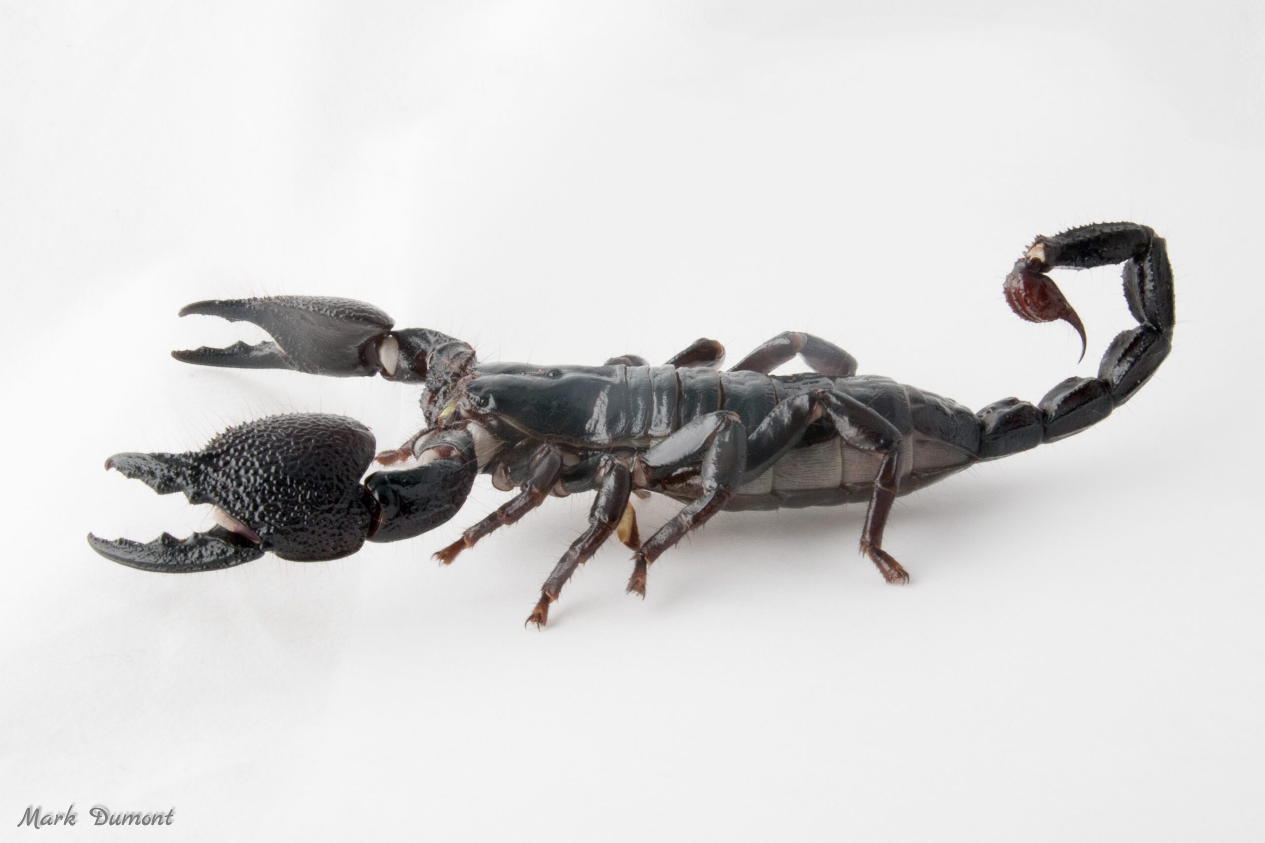 Side view of Emperor Scorpion