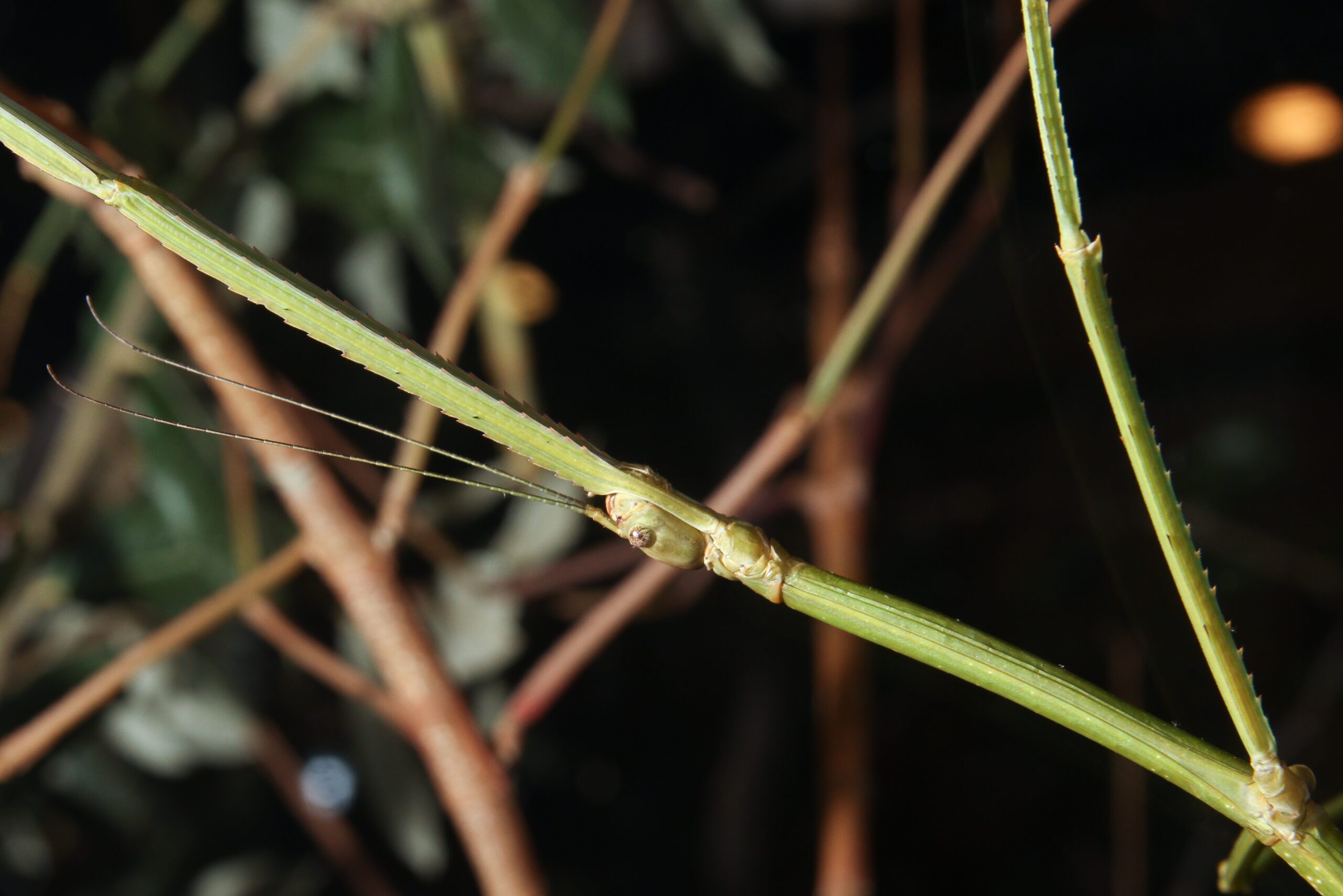 side view of a giant walking stick