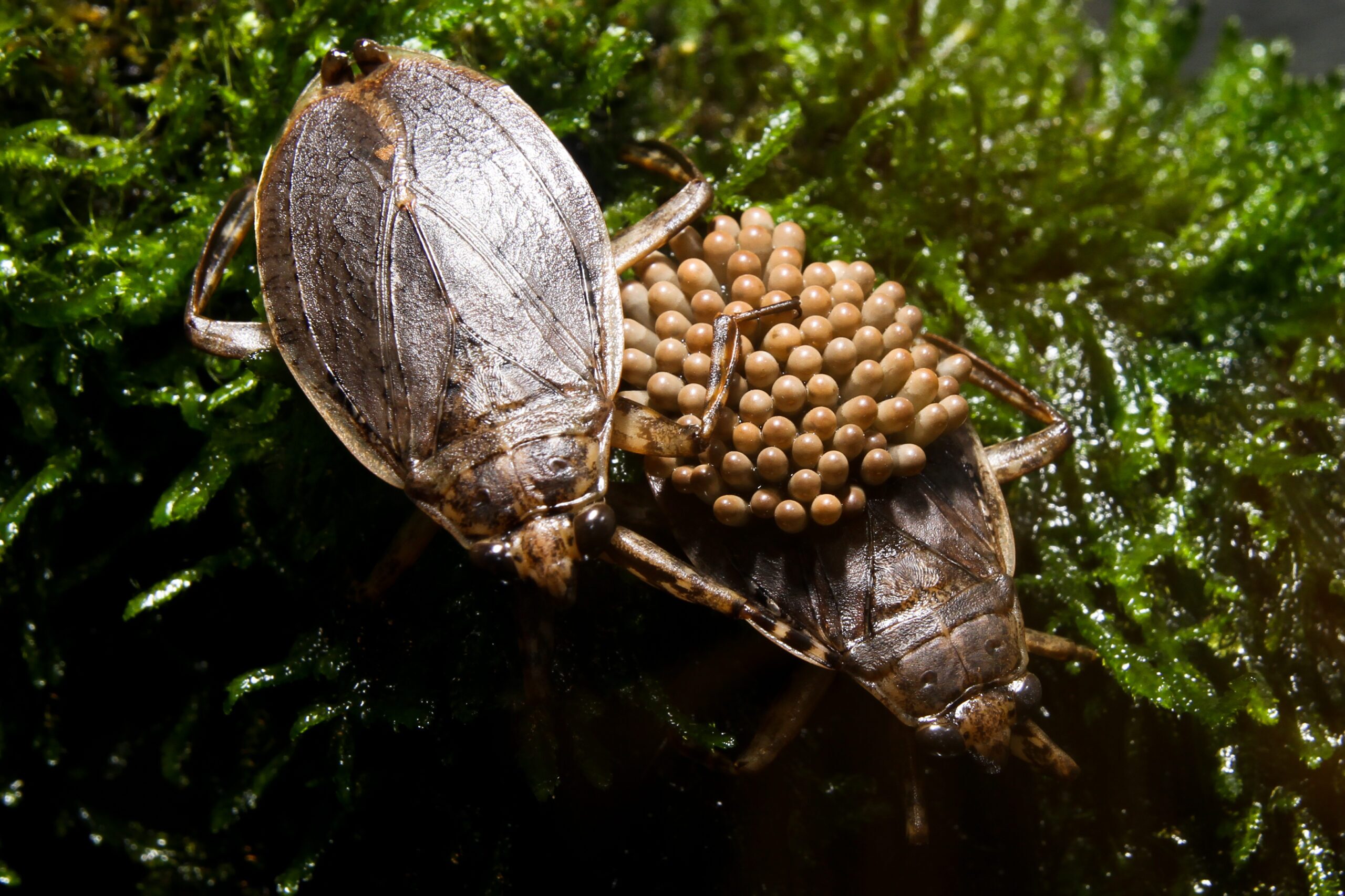 2 giant water bugs. One has eggs on its back