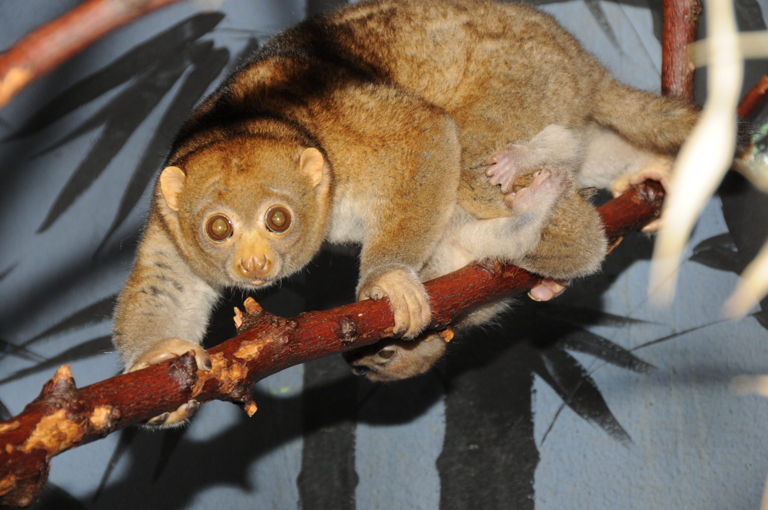 front view of Potto climbing