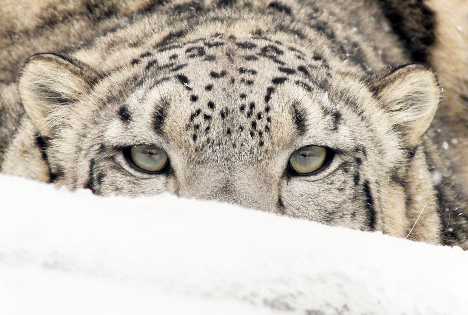 Snow Leopard Laying in the snow