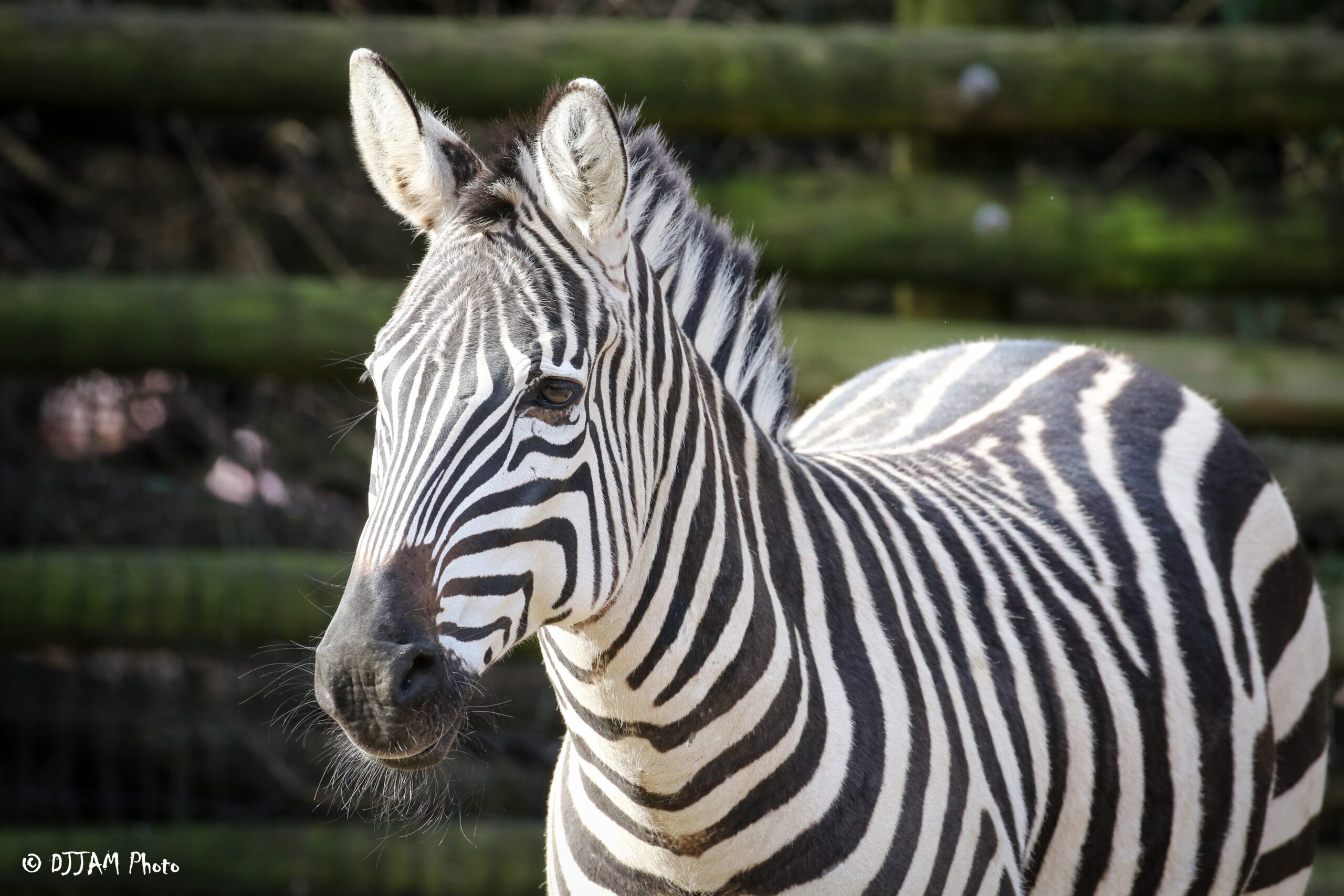front view of a zebra