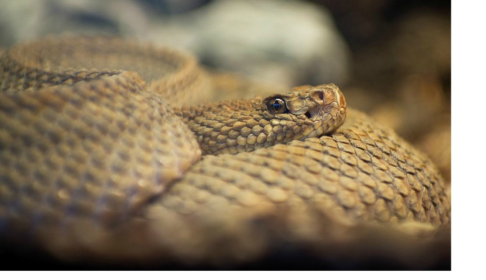 Aruba Island rattlesnake coiled up