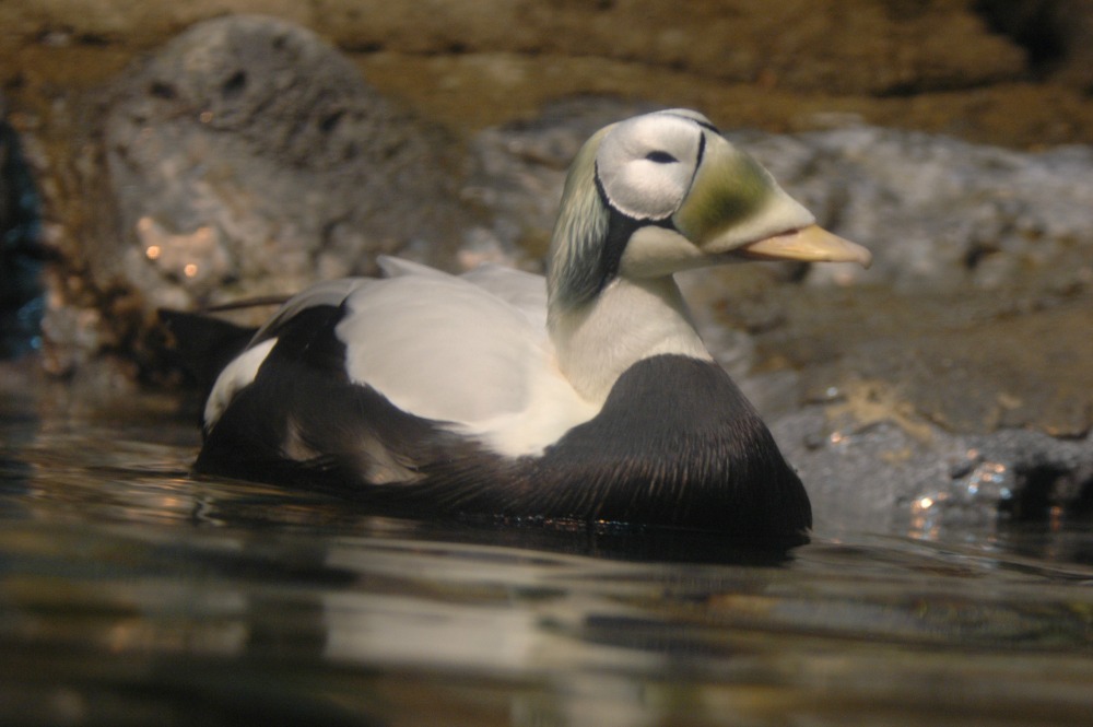 common eider swimming