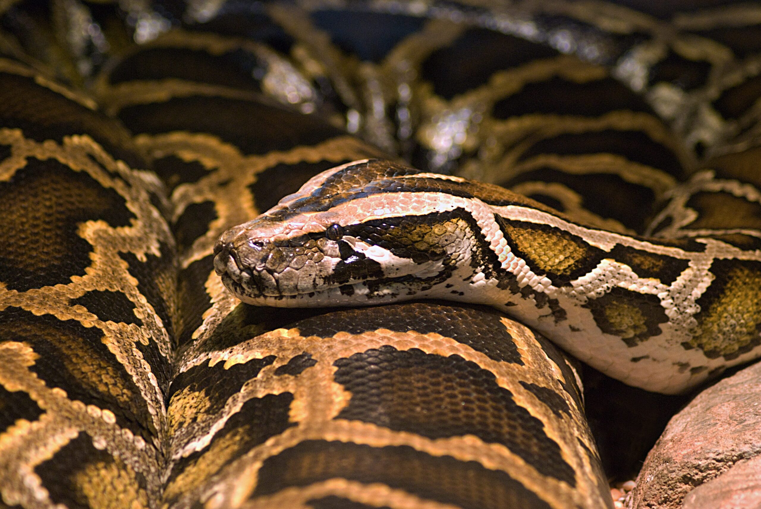burmese python coiled up