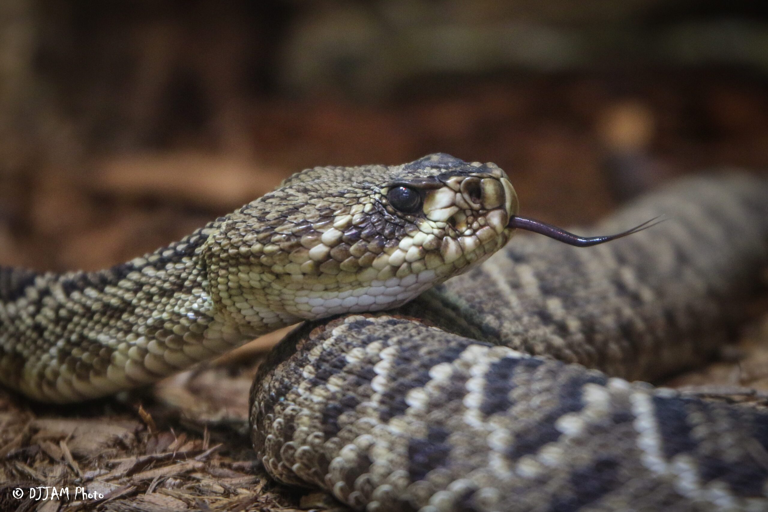 rattlesnake with tongue out