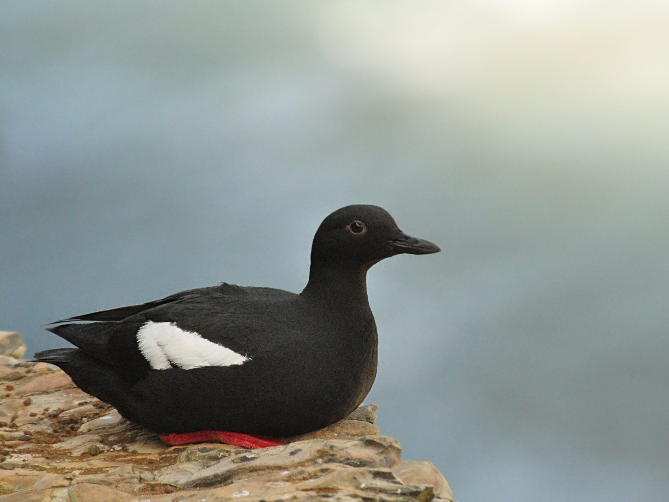 pigeon sitting on rock