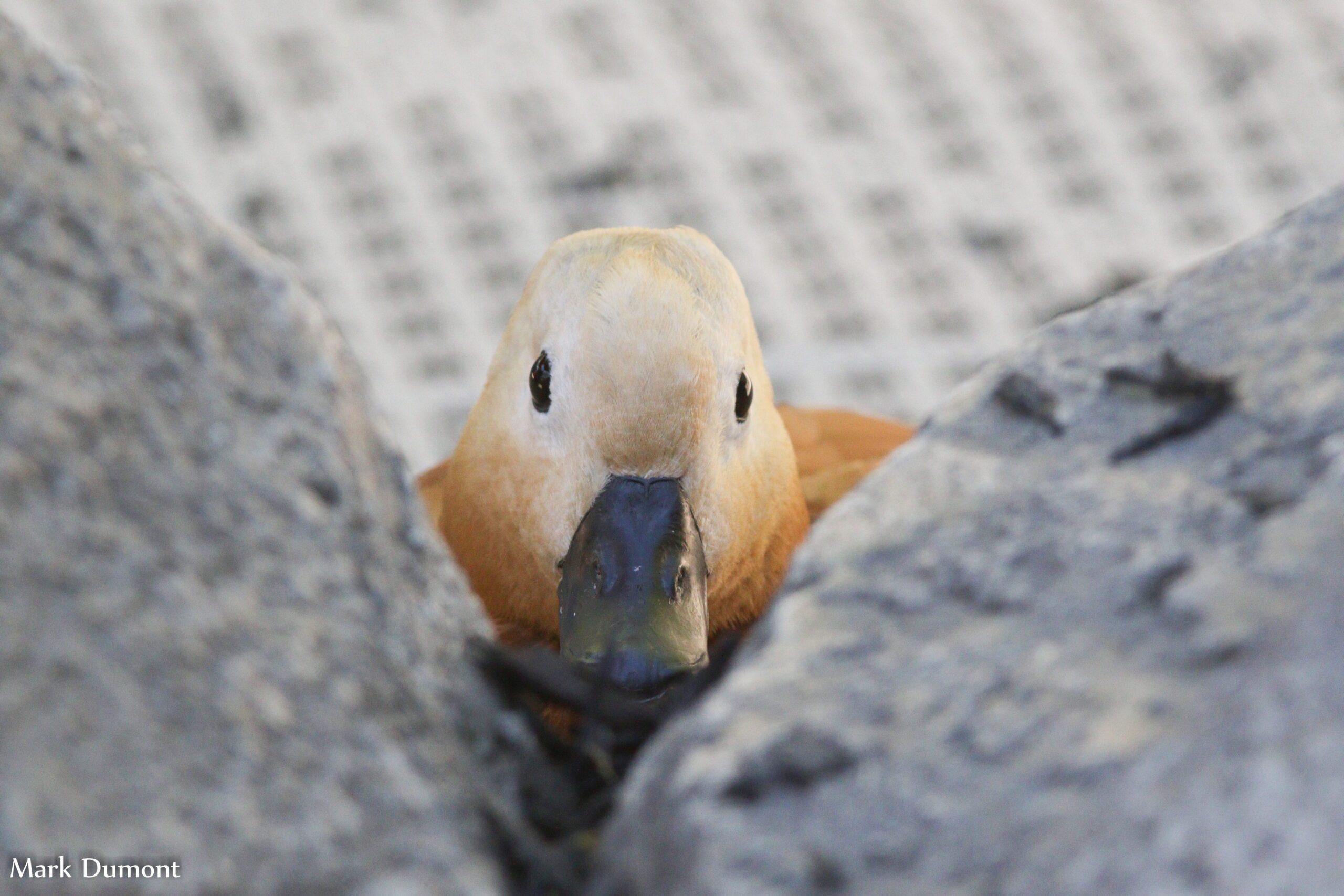 front view of a ruddy shelduck