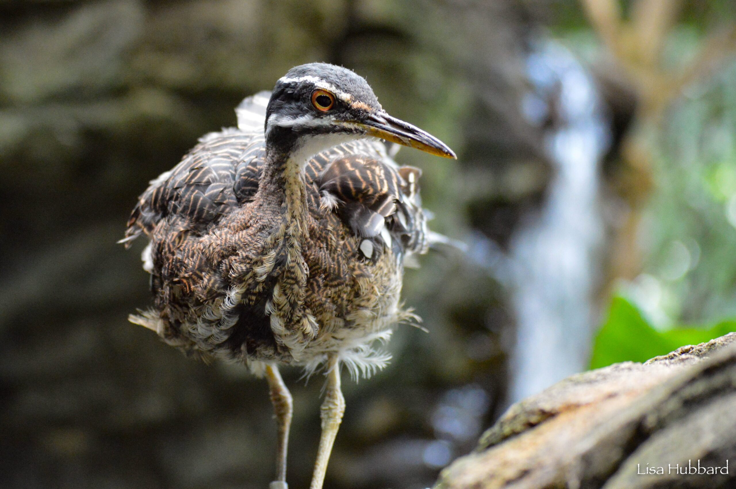 side view of a sunbittern