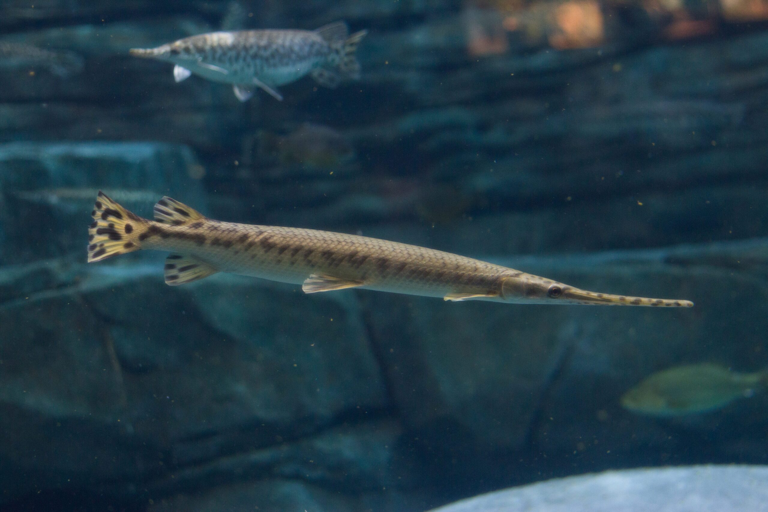 side view of a long nose gar