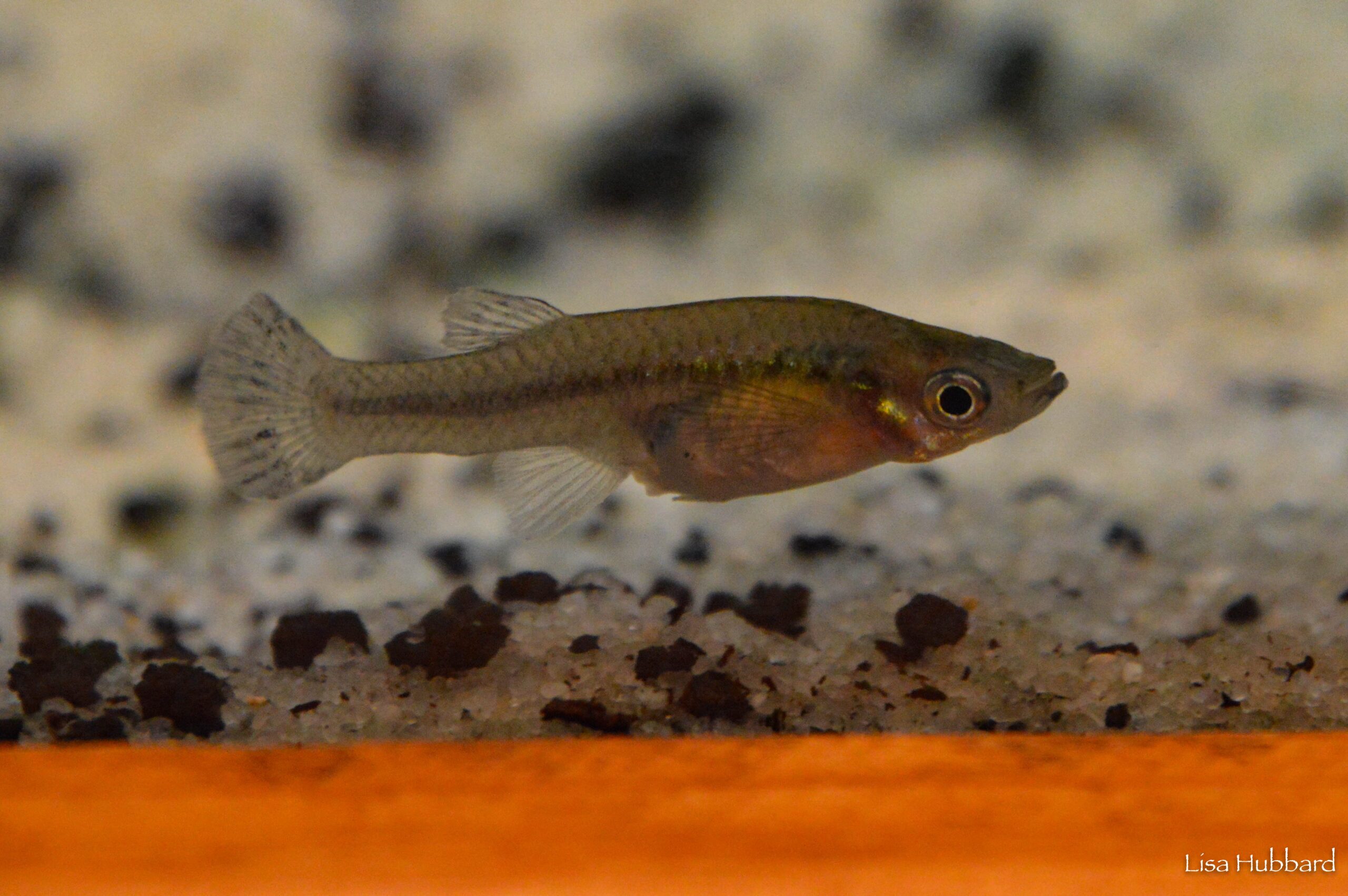 Mosquito Fish hovering over floor of tank