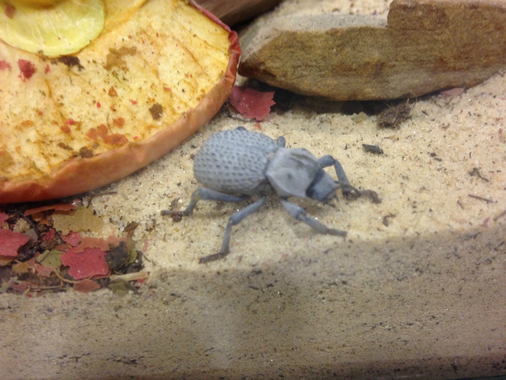 blue death beetle in habitat