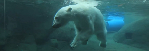 Zoo Paves Path On Polar Bear Reproduction