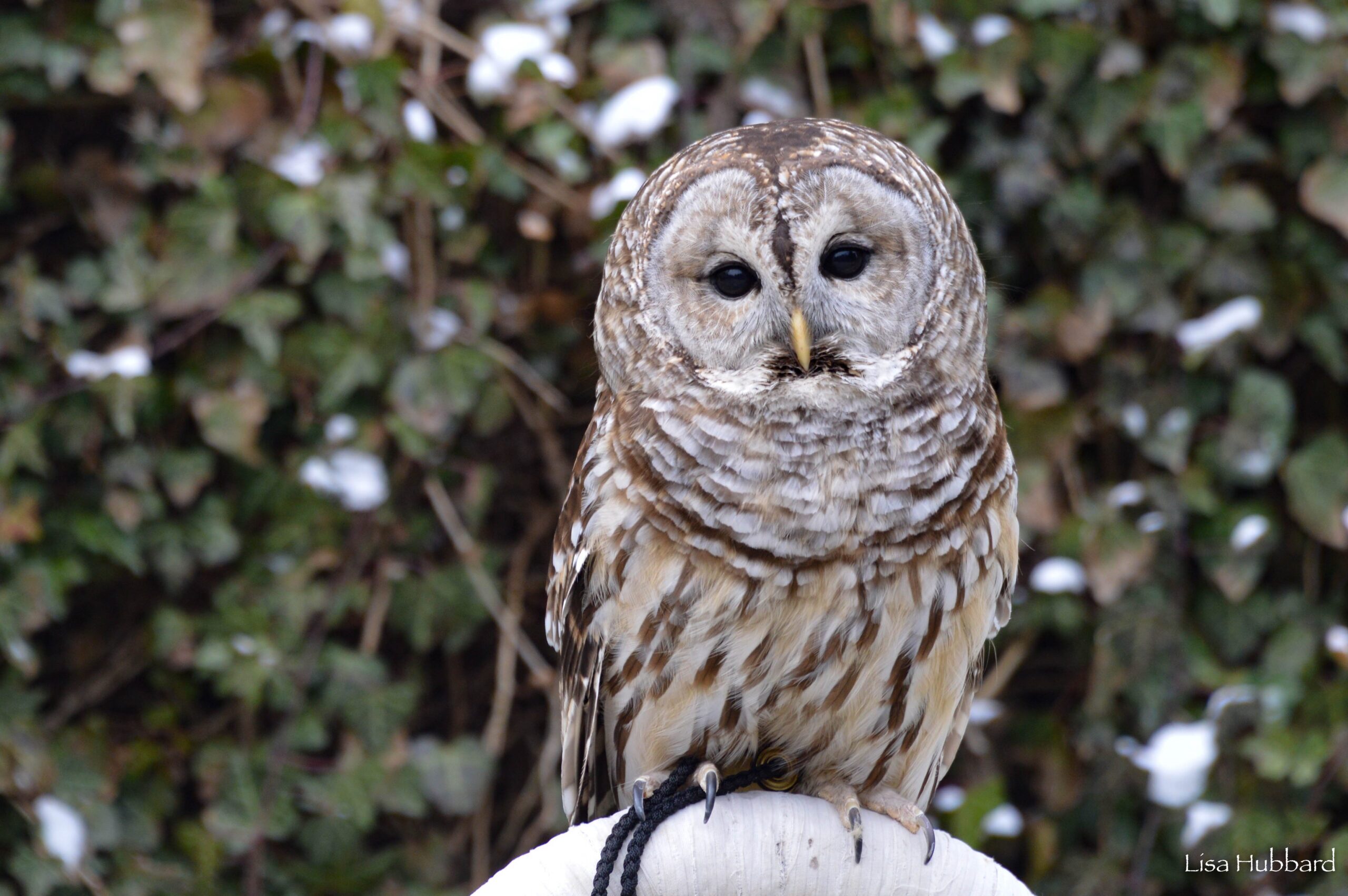 a barred owl perched on a branch