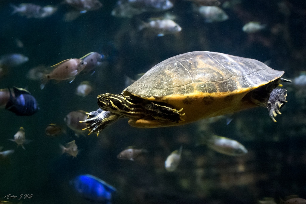 barbour's map turtle swimming with fish around