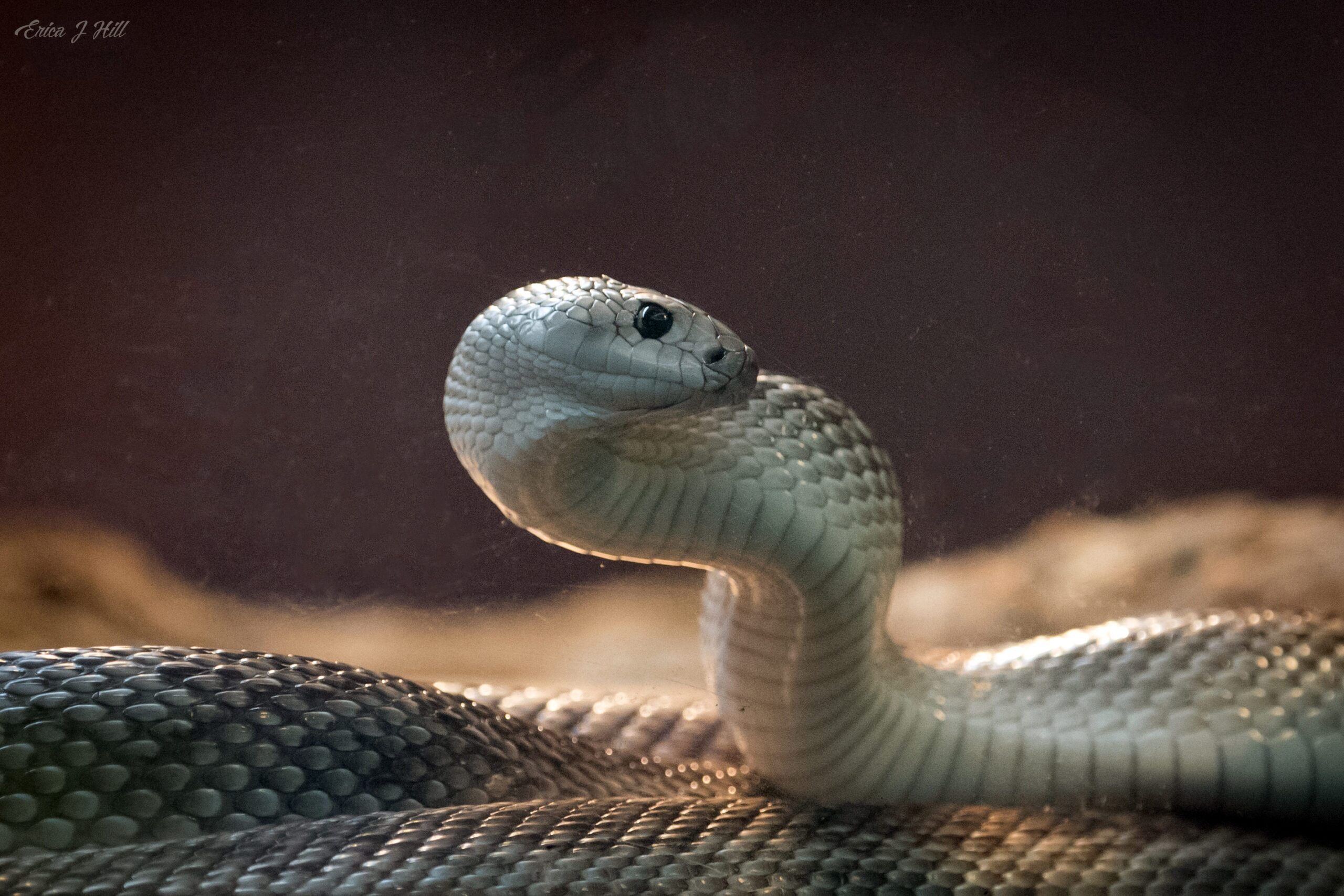 side view of a florida pine snake