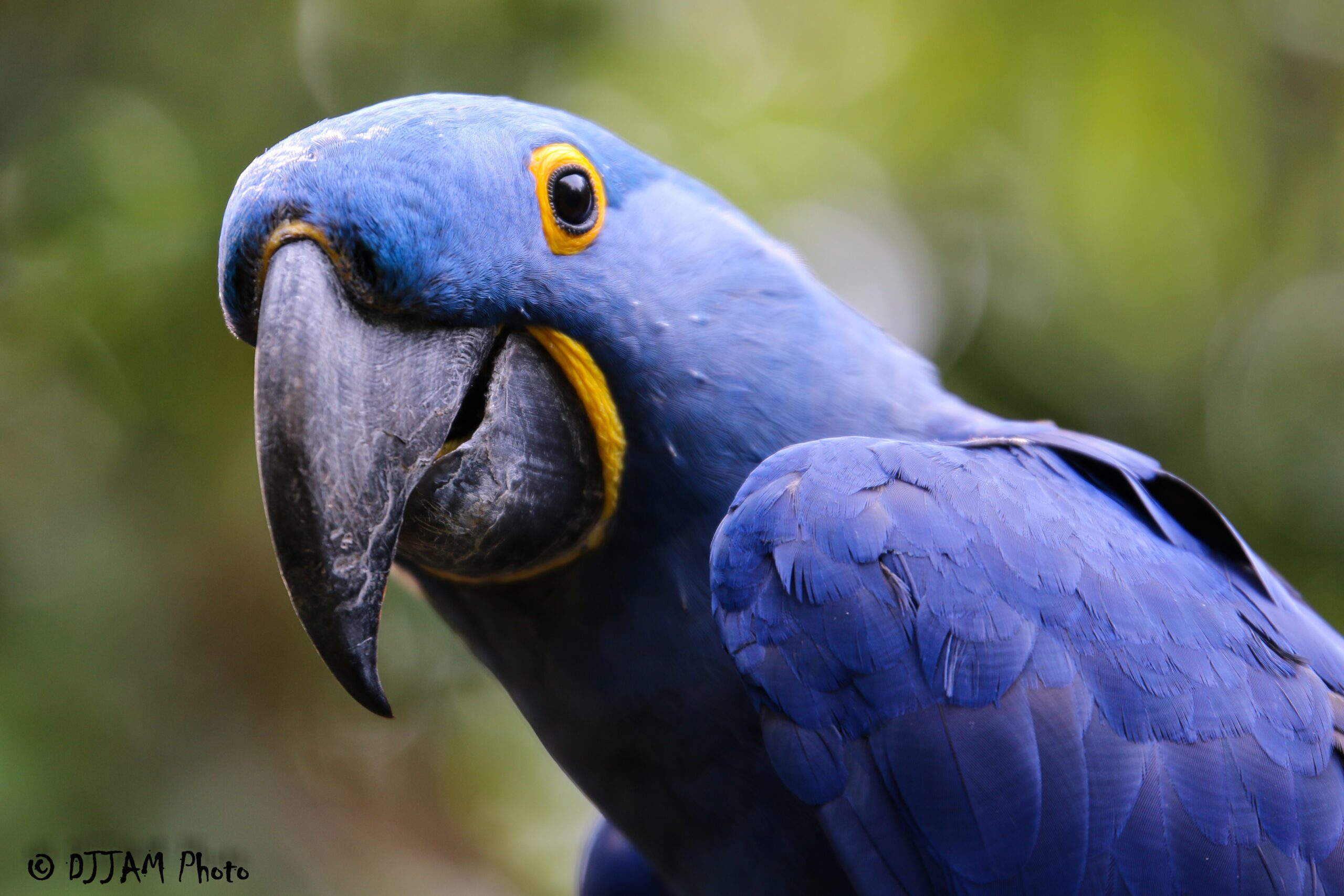 front view of a hyacinth macaw