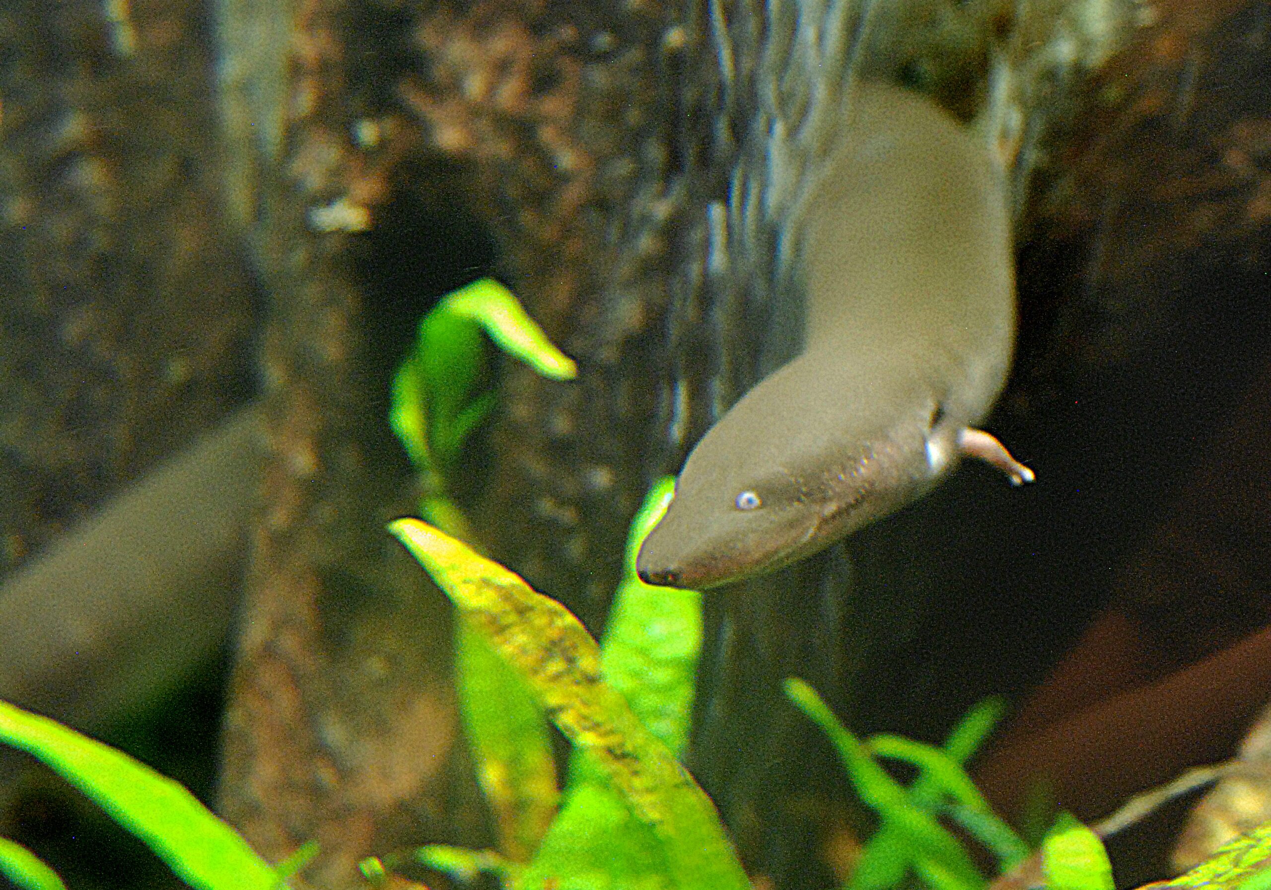 front view of a two toed amphiuma