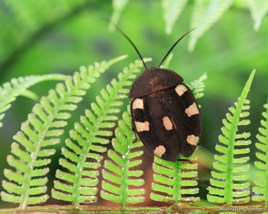 top view of a domino roach