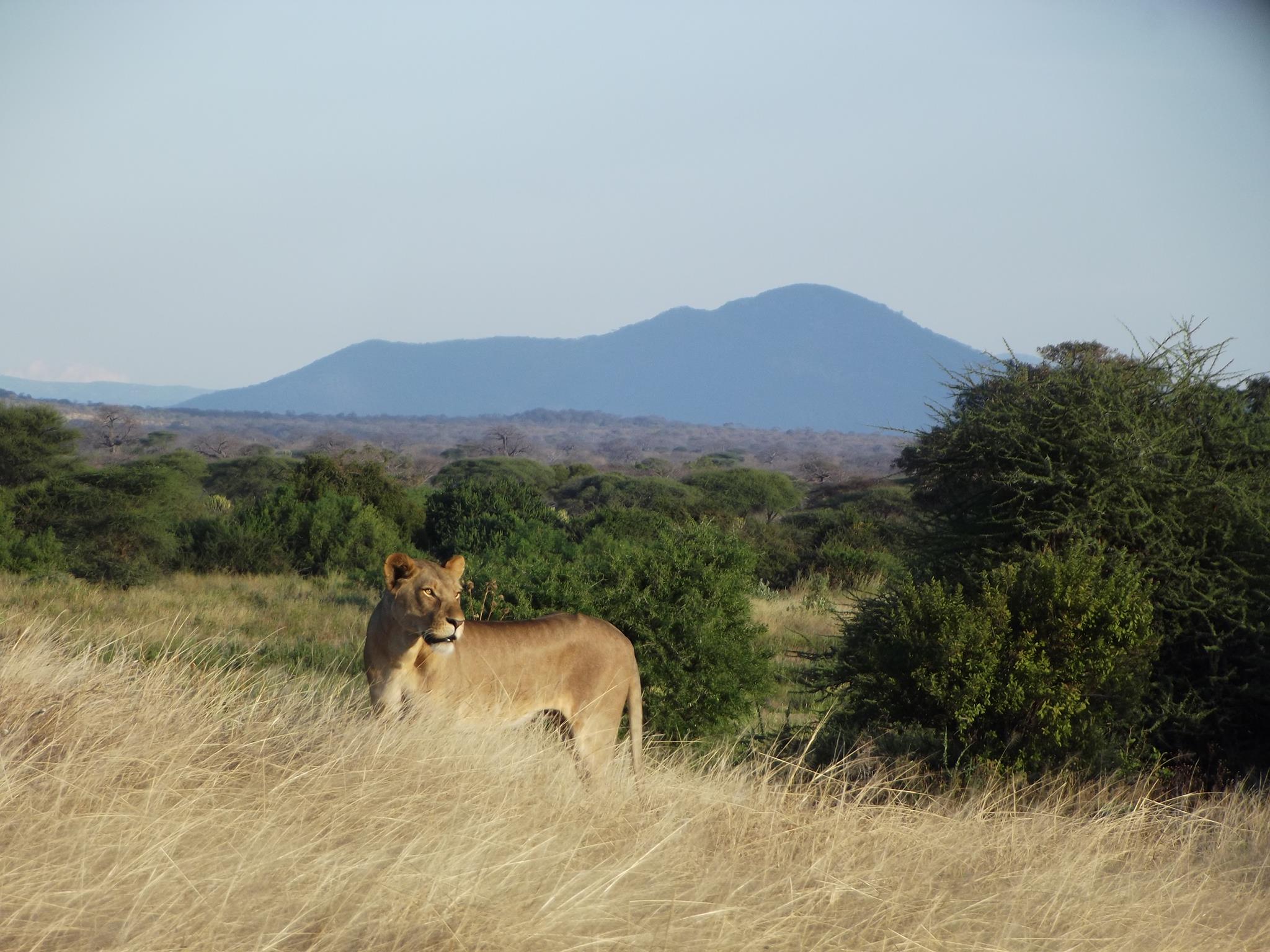 Our Global Reach: Making a Difference for Lions, Keas, Burying Beetles and More