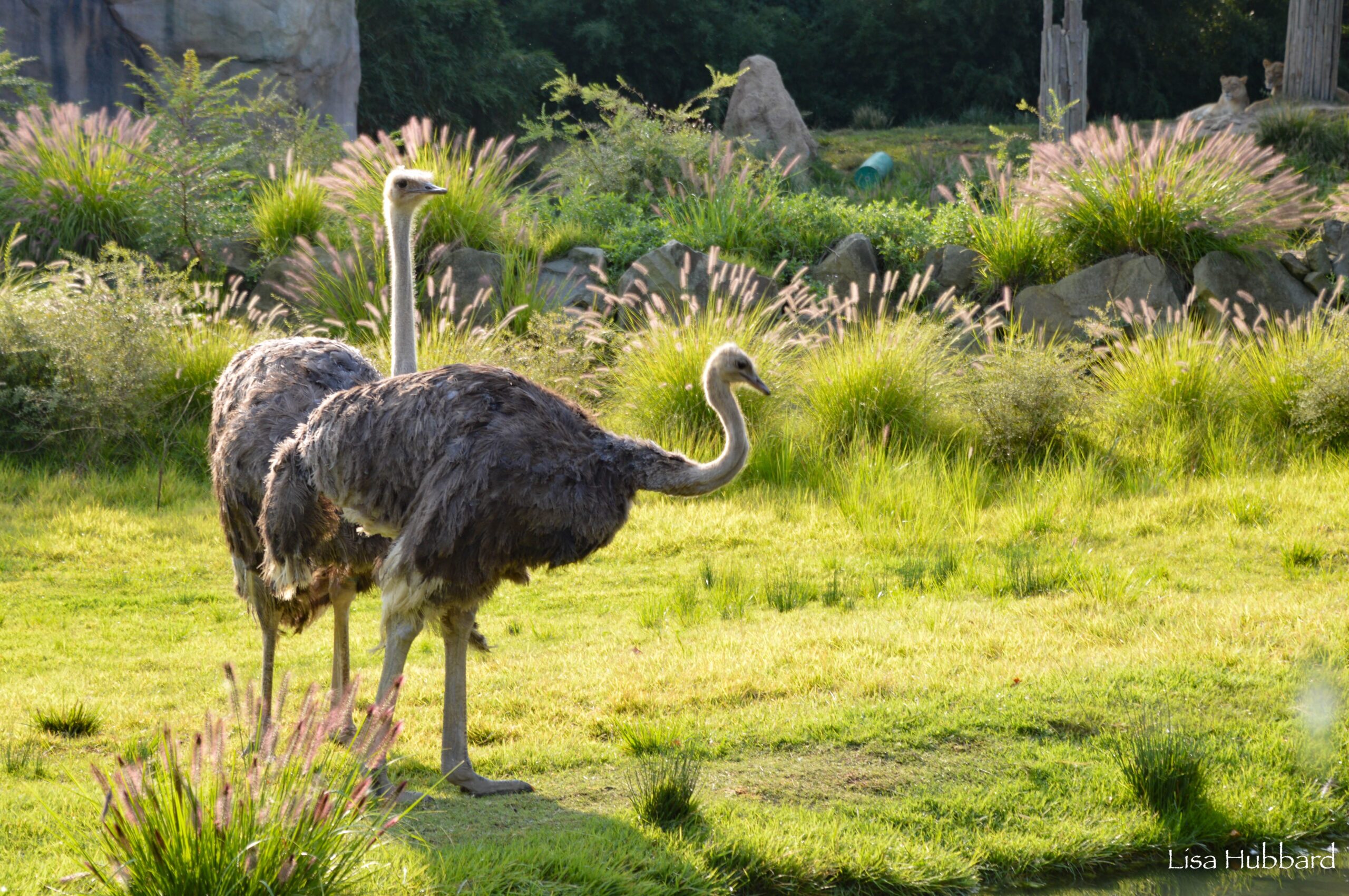 two ostrich hanging out