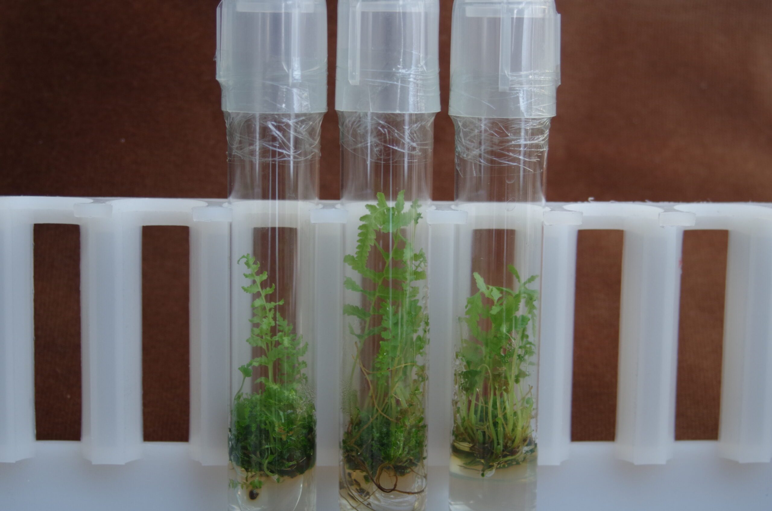 Growing T. patens in test tubes at CREW