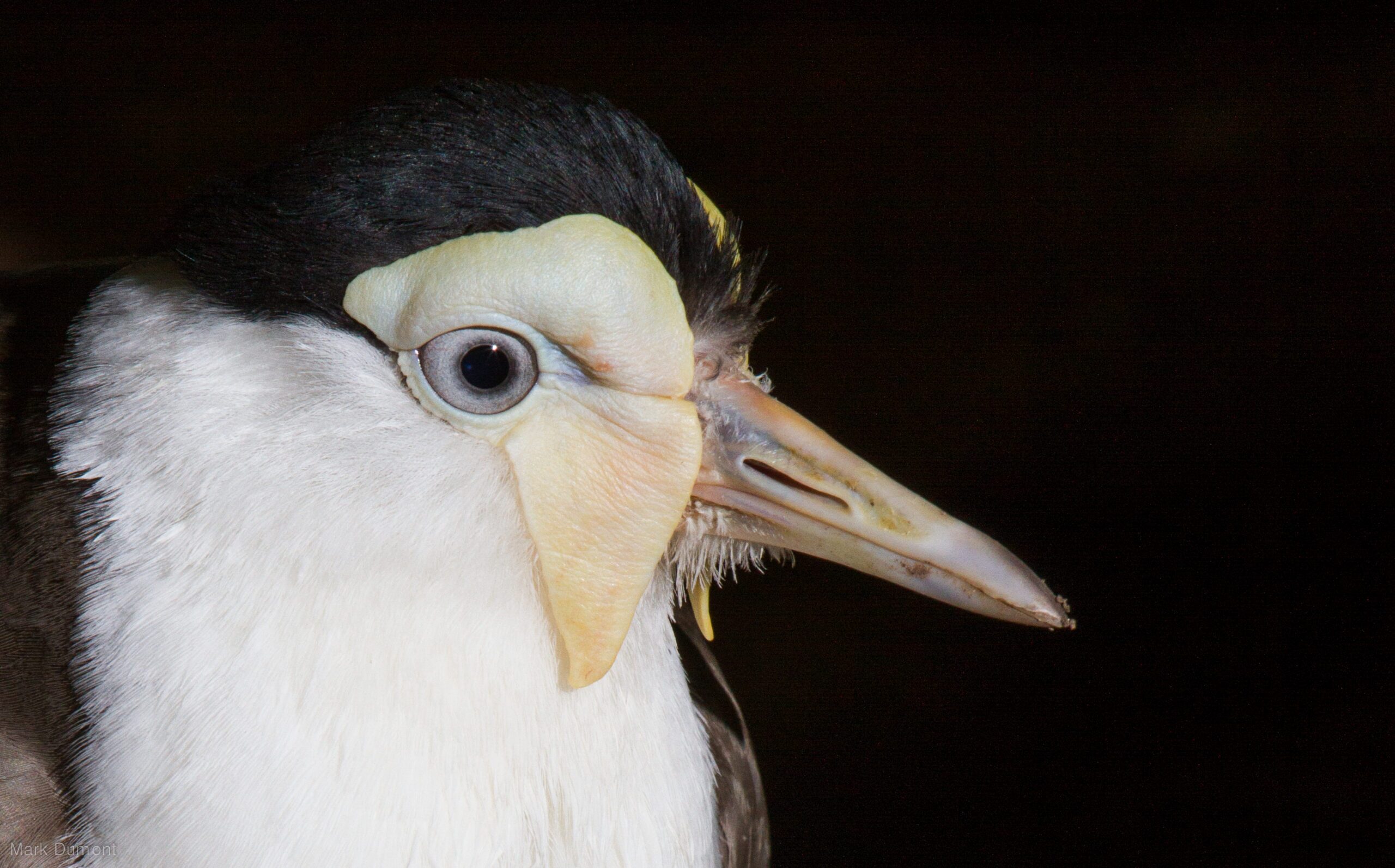 closeup of a masked lapwing