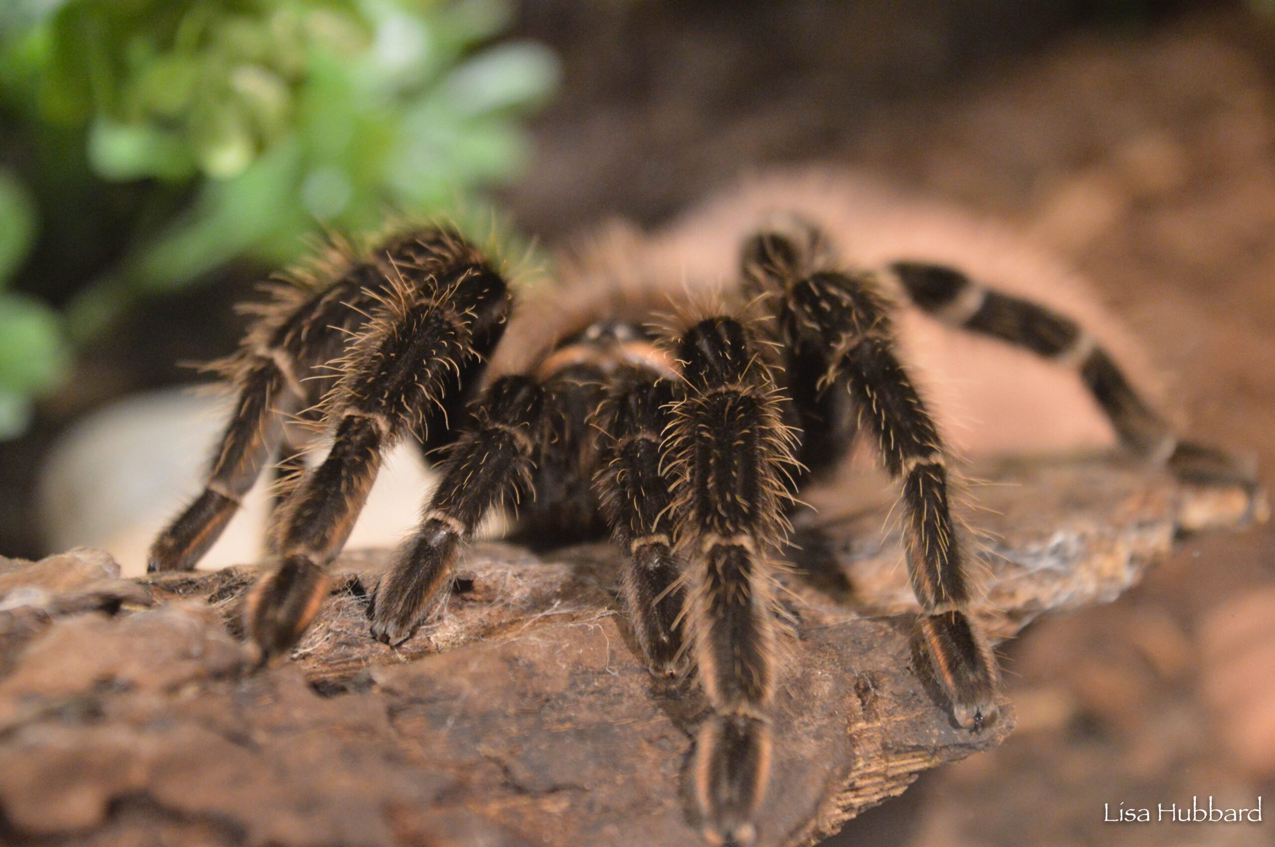 front view of a birdeater tarantula