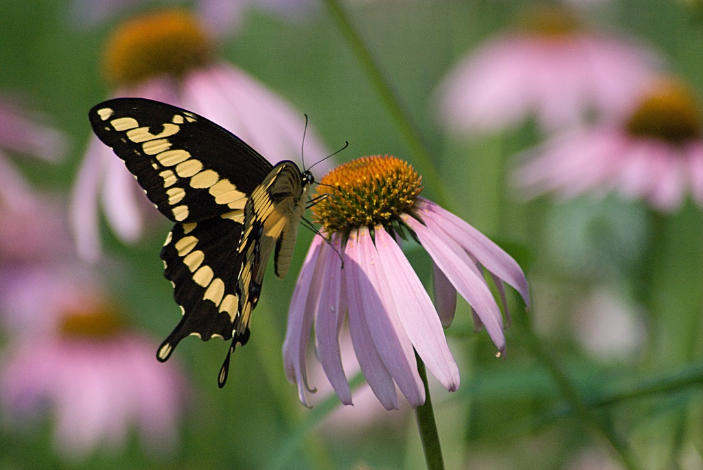 Announcing the Internal Conservation Grant Fund Awards