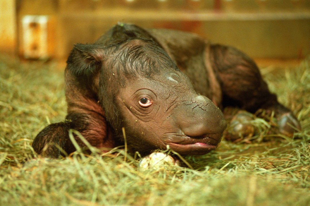A History of the Zoo’s Sumatran Rhino Breeding Program