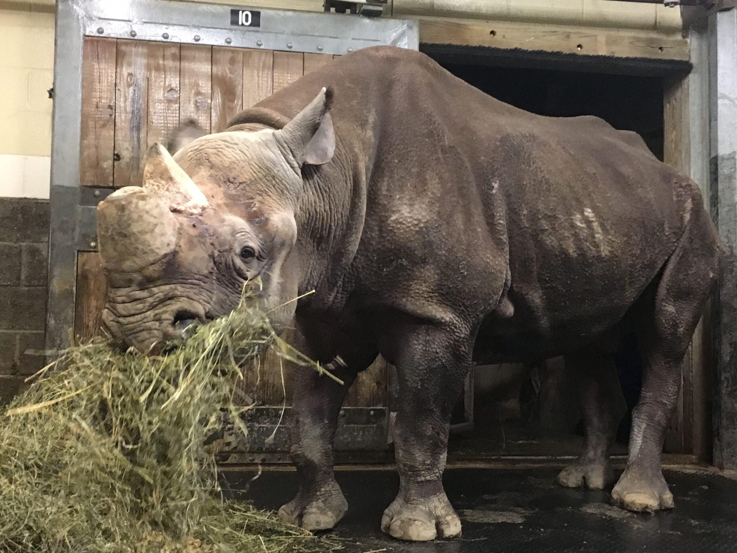 Celebrating Efforts in Cincinnati and Beyond to Save Rhinos on World Rhino Day