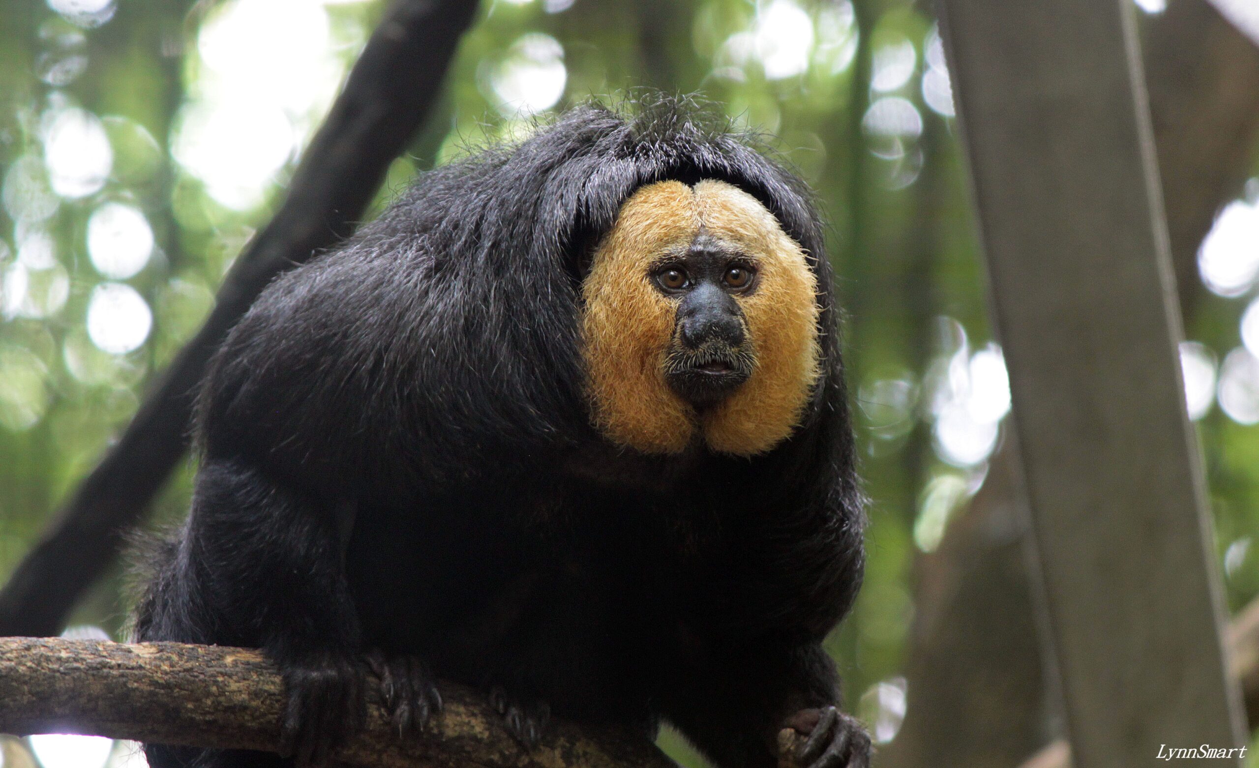 white faced saki3
