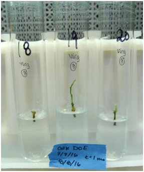 Oak shoots after one month of growth on different media