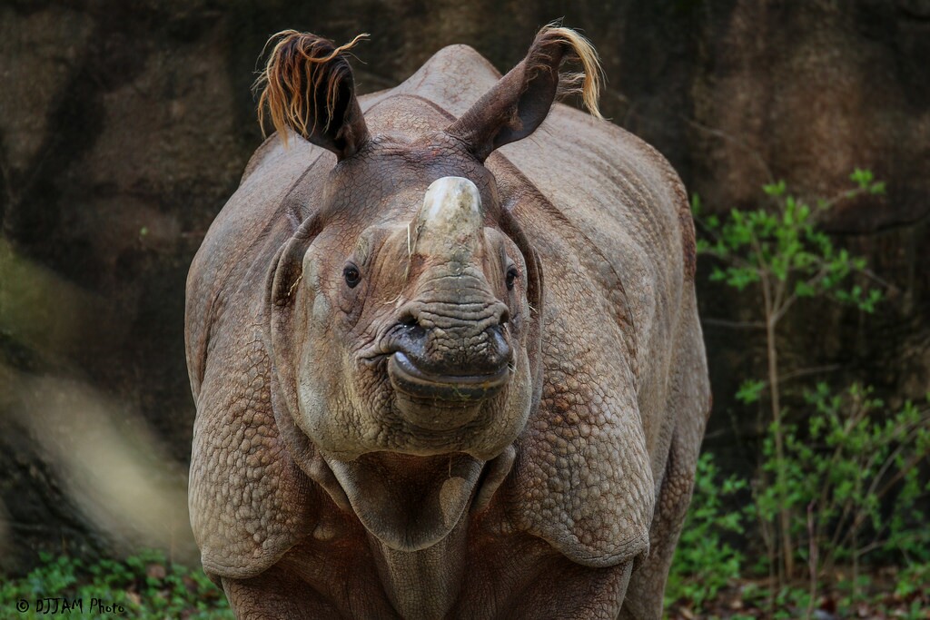 Coming Up: Rhino Awareness Days and Bowling for Rhinos