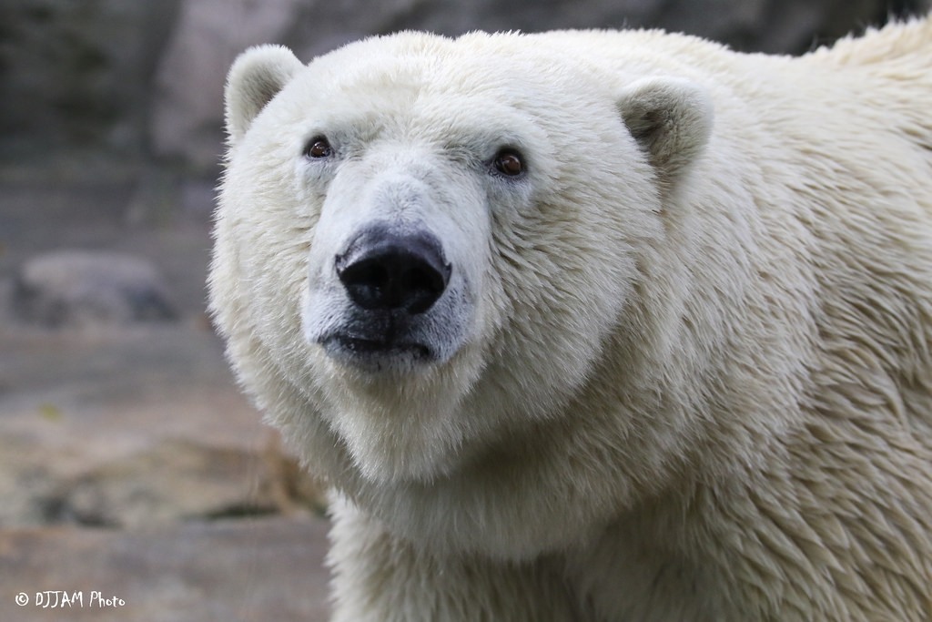 Anana the Polar Bear Wants You to Get Hygge with It!