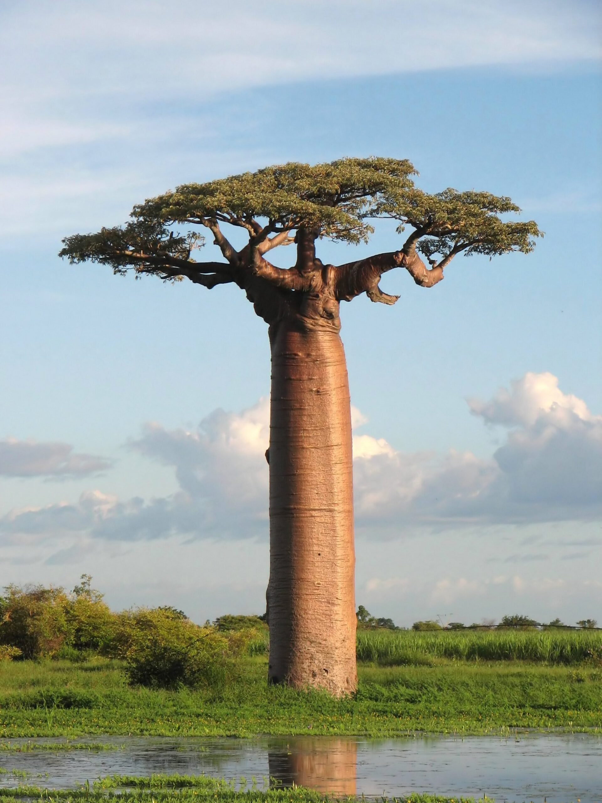 Giant baobab tree found in Madagascar (Photo: Bernard Gagnon)