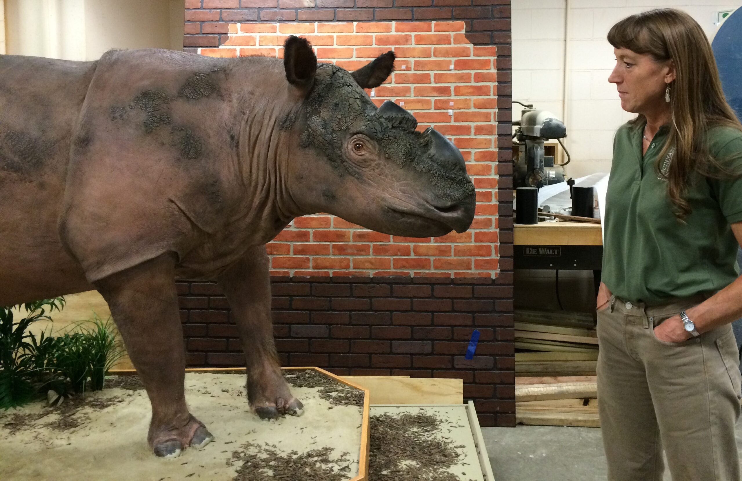 DNA from Cincinnati Zoo’s “Ipuh” Provides Evidence that Trouble for Sumatran Rhinos Began 1 Million Years Ago