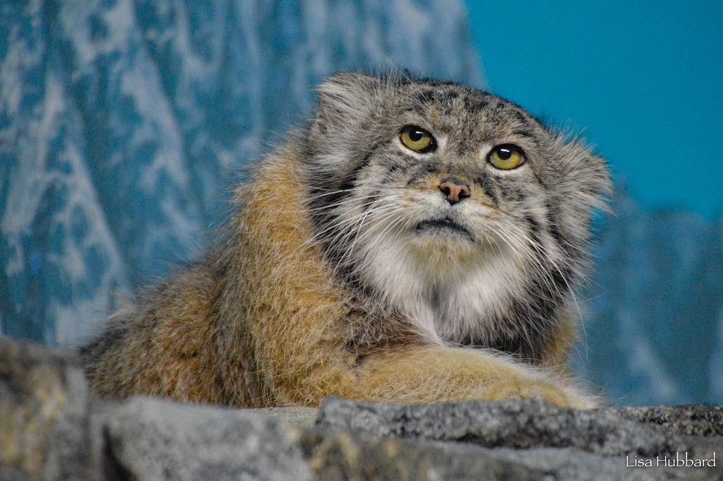 Pallas' cat (Photo: Lisa Hubbard)