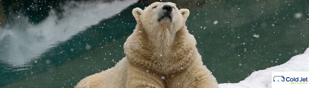 Celebrate International Polar Bear Day at the Zoo!