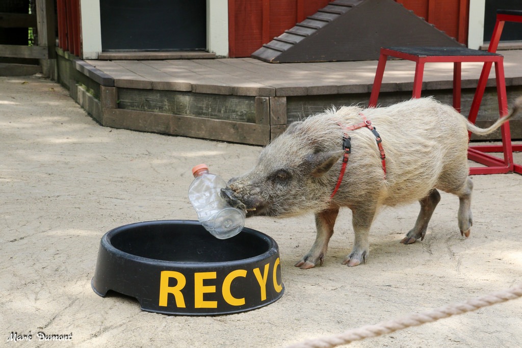 Tips From the Greenest Zoo in America