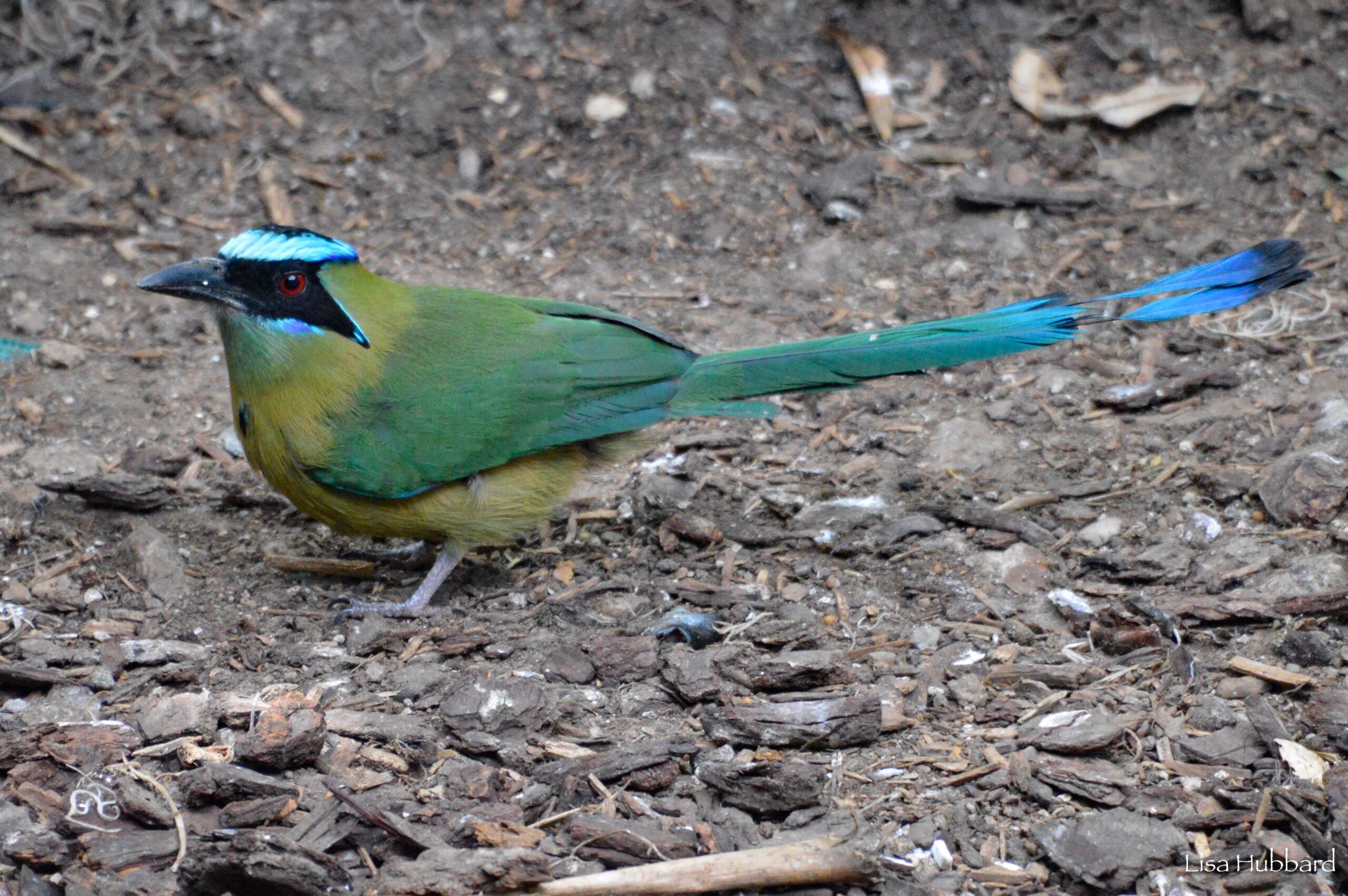 Blue Crowned Motmot on the ground