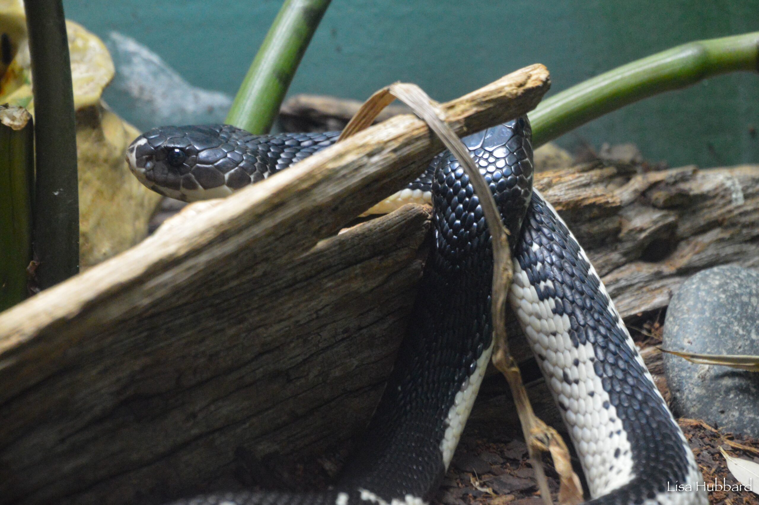 Indochinese Spitting Cobra on log