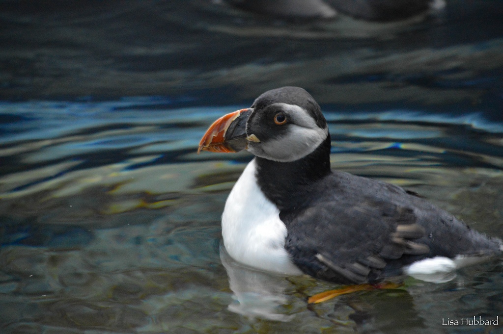 Atlantic puffin swimming
